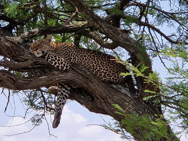 Going wild in Tanzania