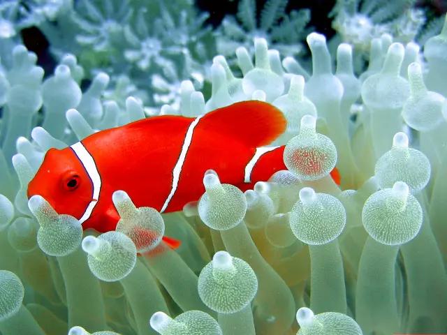 DISCOVER AN UNDERWATER PARADISE