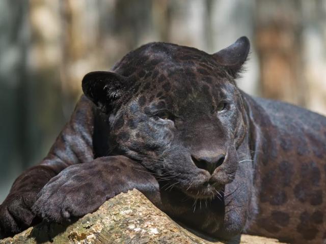 SIX OF THE BEST RARE ANIMAL SIGHTINGS