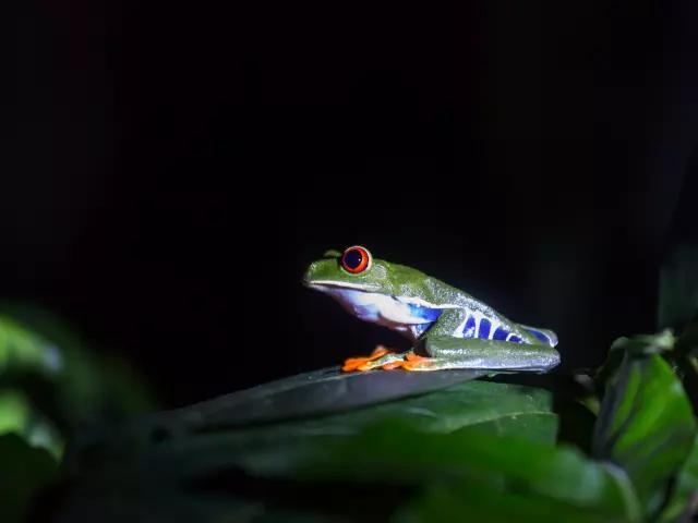 WALK IN MONTEVERDE RESERVE AT NIGHT