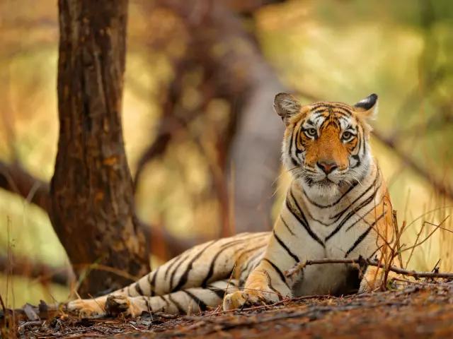 SPOT A BENGAL TIGER ON SAFARI