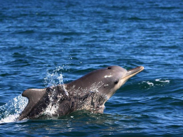 Take a wildlife boat trip