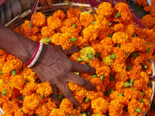 Feast your eyes on flowers