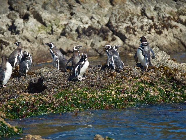 Visit the magical Chiloé Island