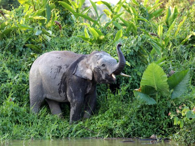 Explore the Tabin Nature Reserve