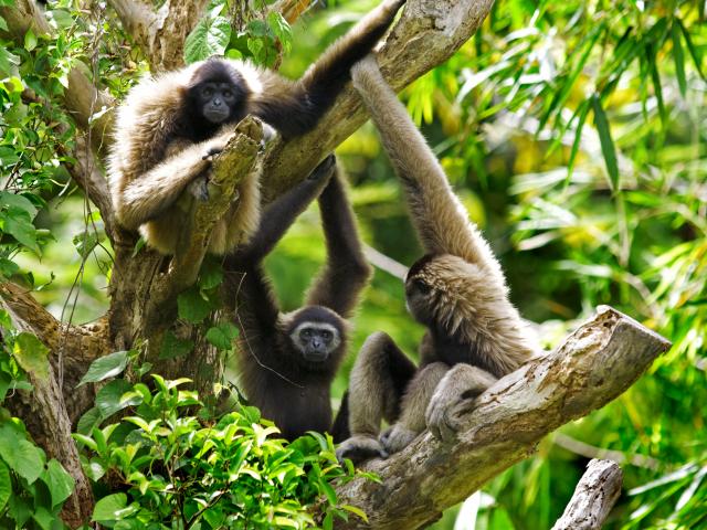 Explore Kinabalu National Park