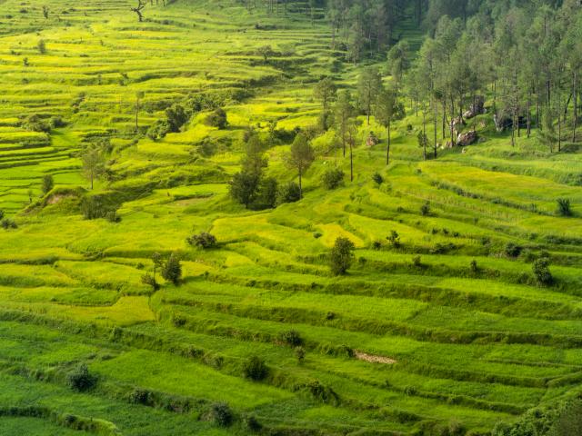 Go bird watching in Binsar Sanctuary