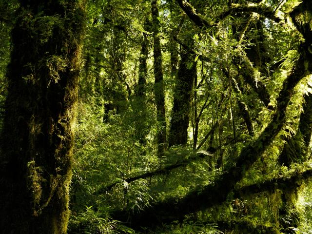 Hike in a Patagonian rainforest