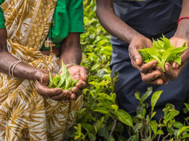 Visit a tea plantation