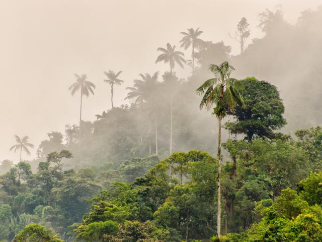 The Cloud Forest