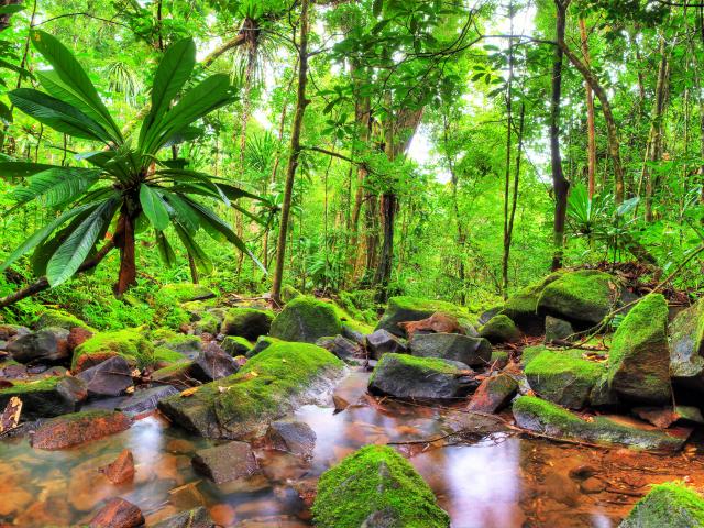 Take a Madagascan safari
