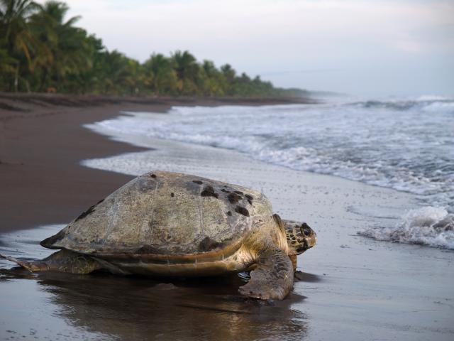 Tortuguero