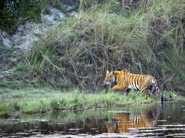 Bardia National Park