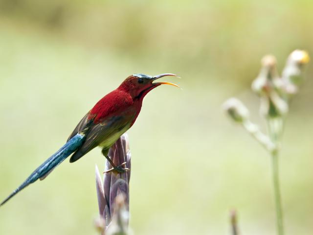 Go birdwatching in Bardia jungles