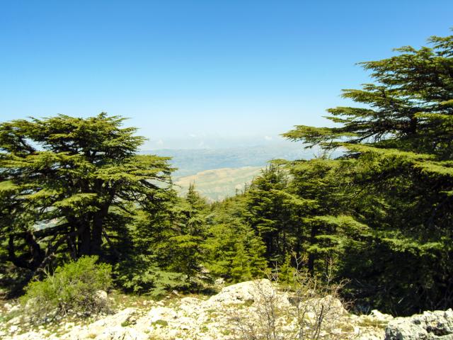 Shouf Biosphere Reserve