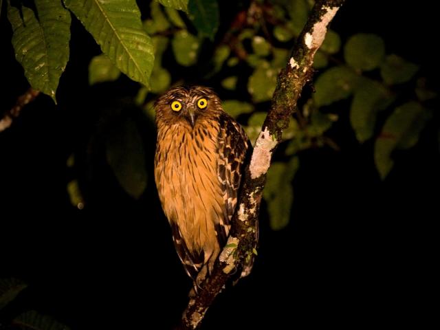 Set out on a nocturnal safari