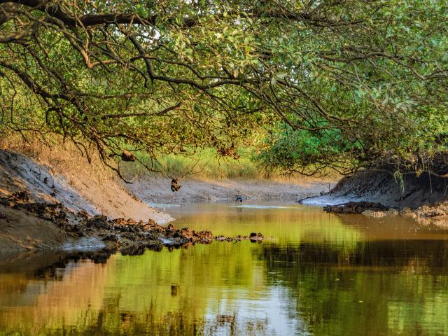 Kayak through the Mangrove Trails