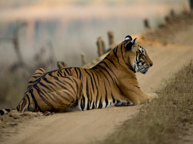 Explore Kanha National Park by jeep