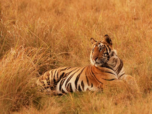 Corbett National Park