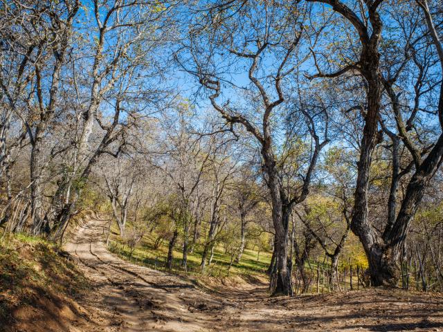 Go in search of walnuts