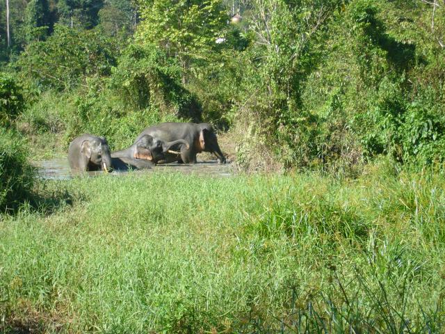 Tabin Nature Reserve