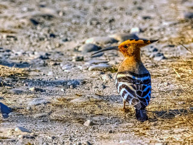 Go birding in Sitabani