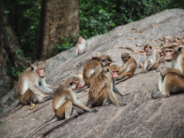 Visit the Primate Centre
