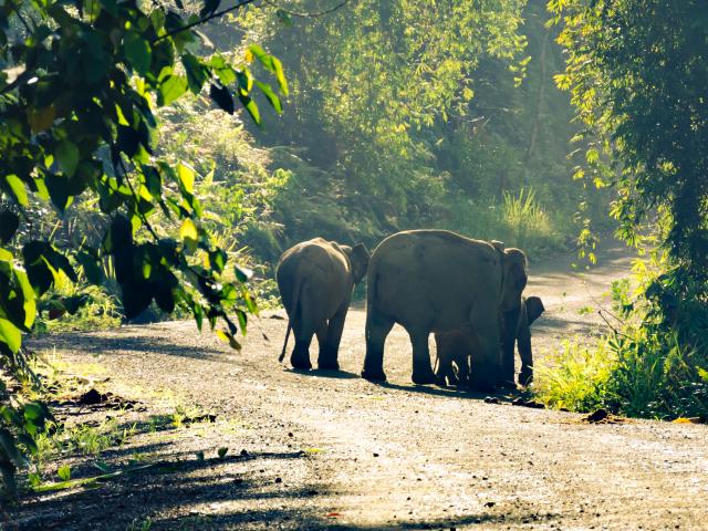 Spot wildlife on a jungle trek