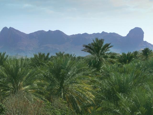 The View