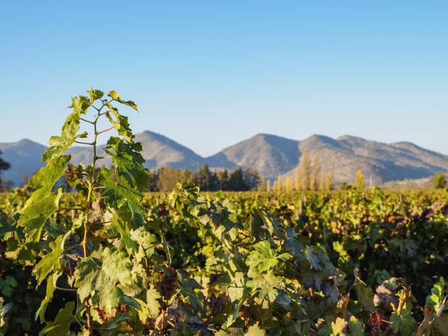 Tour a winery in the nearby valleys