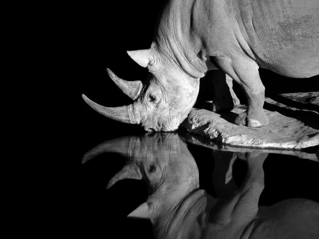 Search for wildlife at night