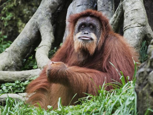 Sepilok