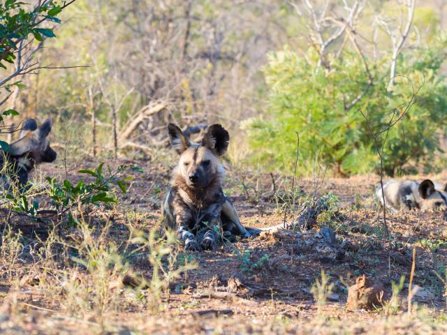 Spot wild dogs and elephants