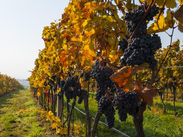 Help with the annual grape harvest