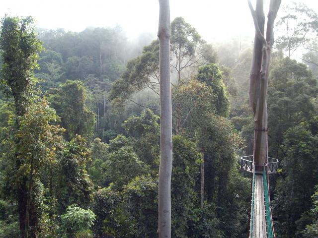 Danum Valley