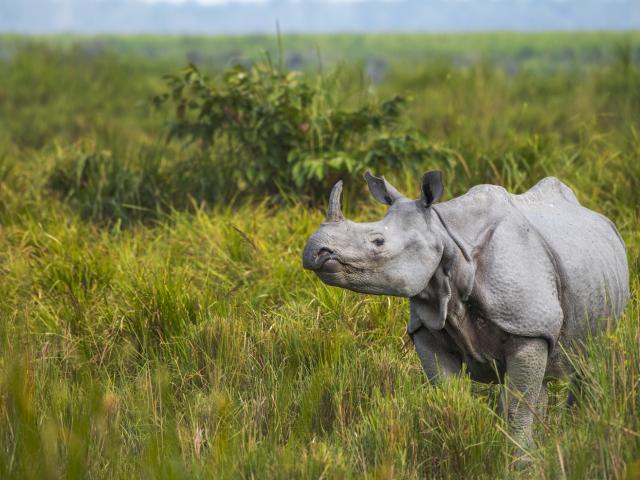 Kaziranga National Park