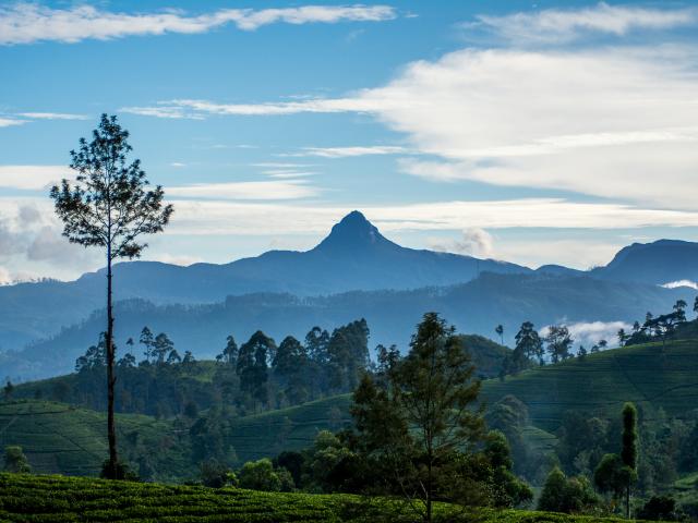 Indulge in high tea at the hill club