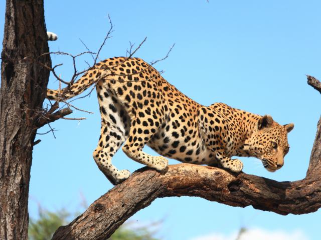 Visit the AfriCat foundation