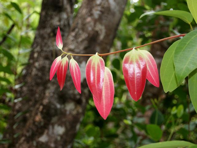 Visit a cinnamon plantation