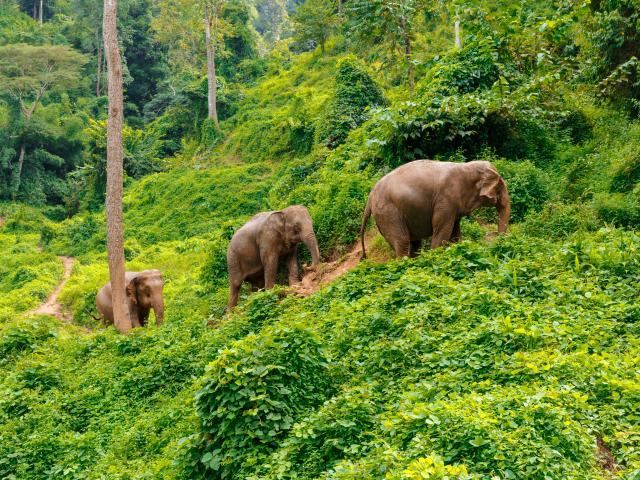 Chiang Mai