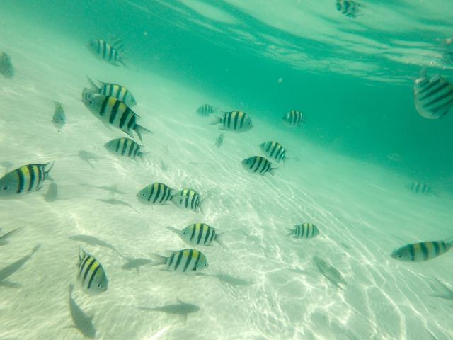Snorkel Coral Island
