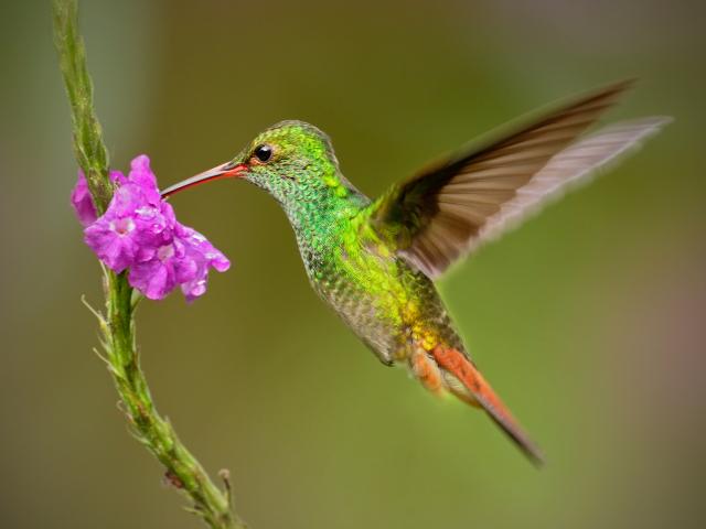Birdwatch in El Dorado Reserve
