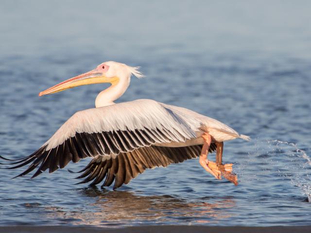 Take a marine wildlife safari