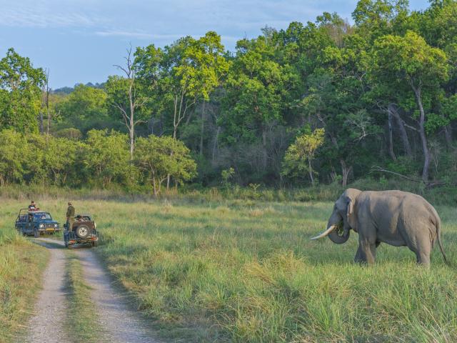 Encounter wildlife on a jeep safari