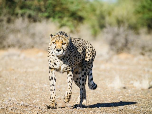 Track cheetahs