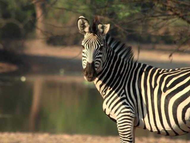 WILDLIFE HOLIDAYS FROM WILD FRONTIERS