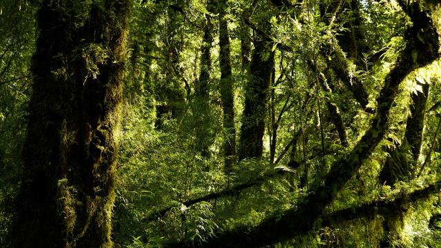 HIKE IN A PATAGONIAN RAINFOREST