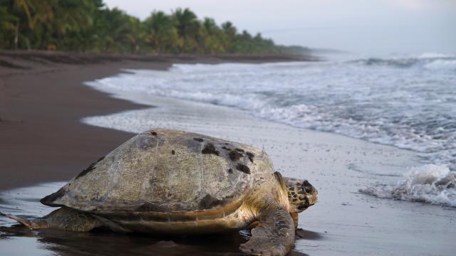 Go on a specialised turtle tour