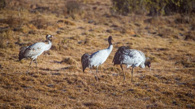 Marvel at black-necked cranes