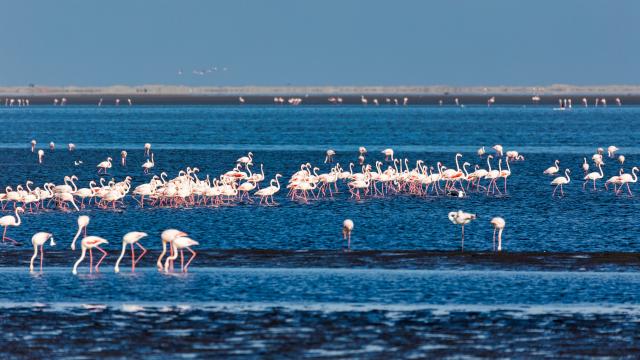 Take A Wildlife Cruise On A Lagoon